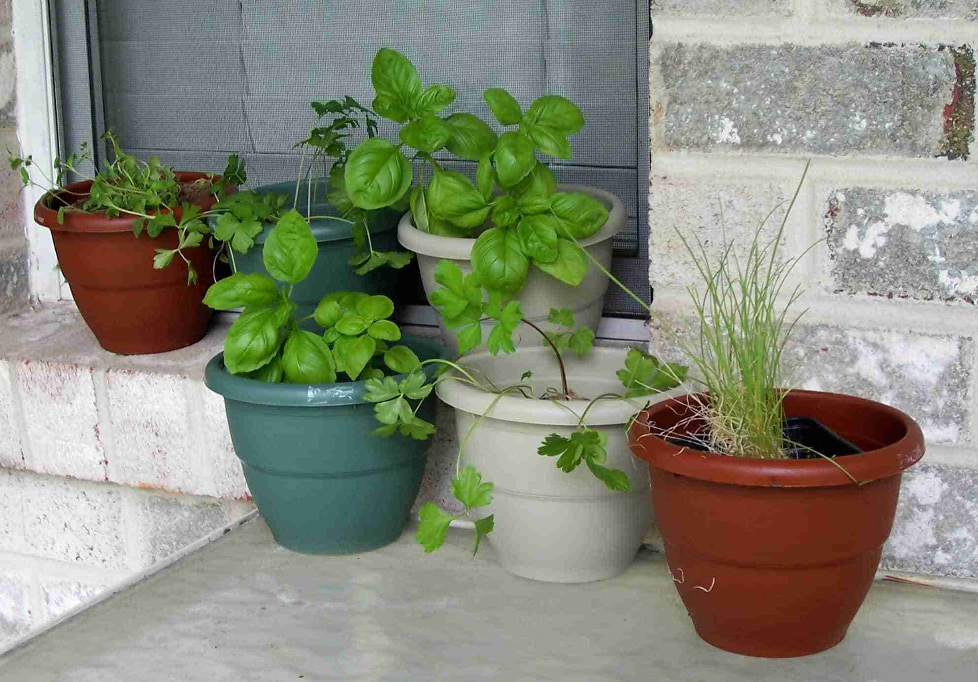herbs in potting soil