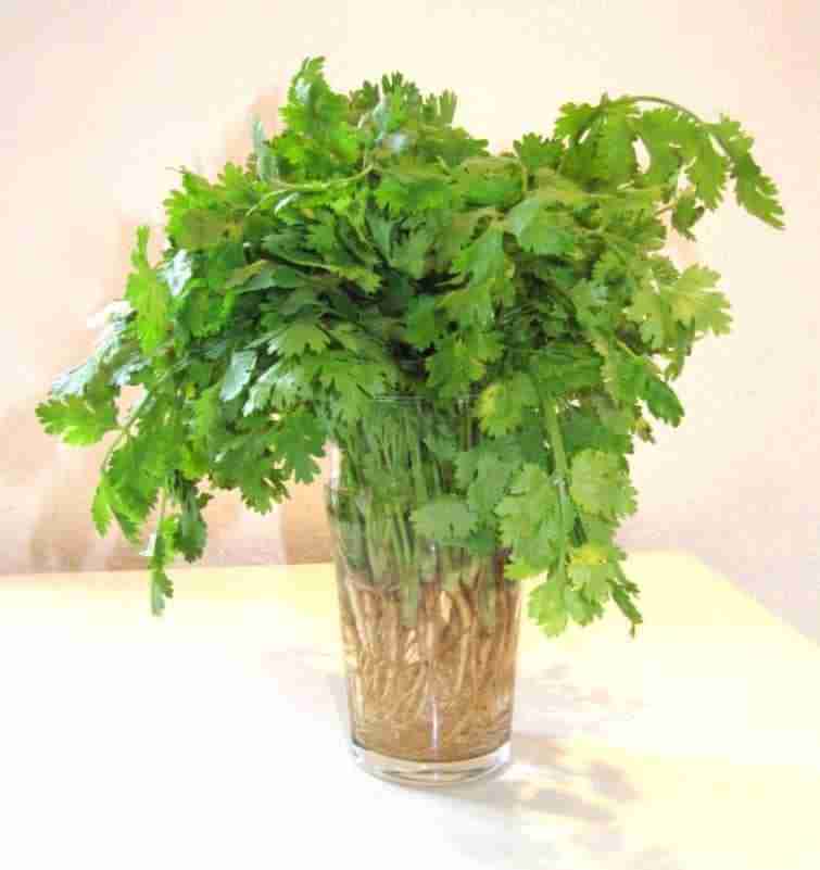 Cilantro- Know Your Herbs and Spices
