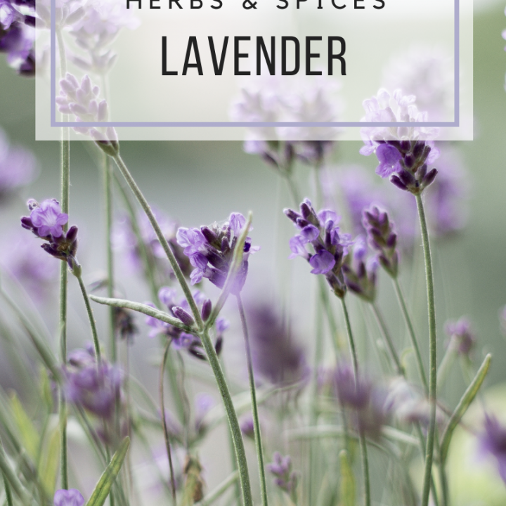Lavender Field - Know your herbs and spices