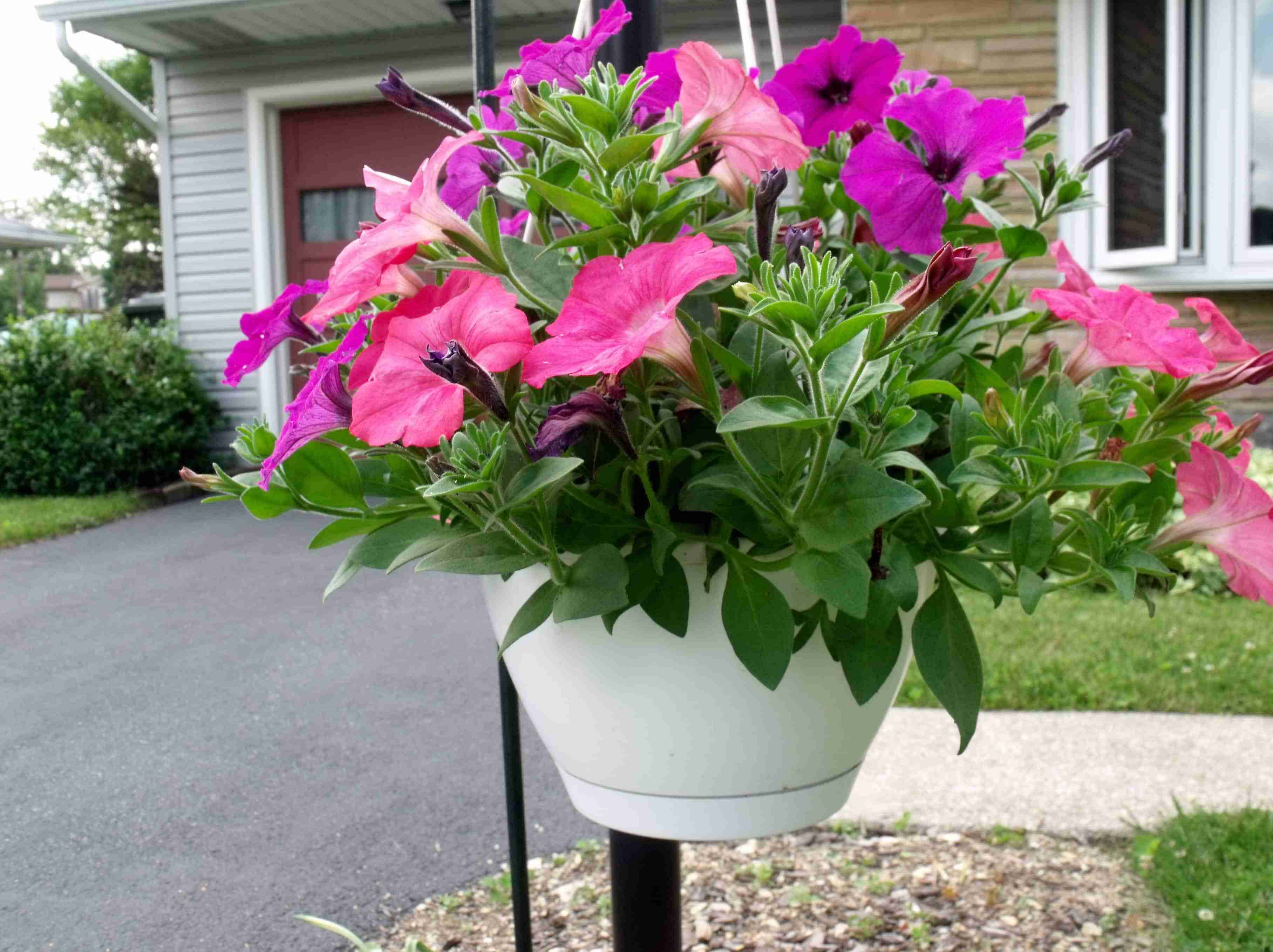 Easy Wave Petunias from #HarrisSeed