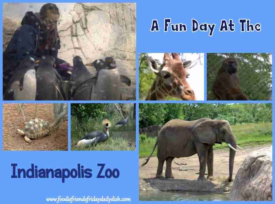 Indianapolis Zoo/ Daily Dish Magazine #indianapoliszoo #zoo #familyfun