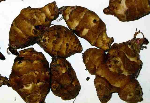 Jerusalem Artichokes Know Your Fruits and Veggies