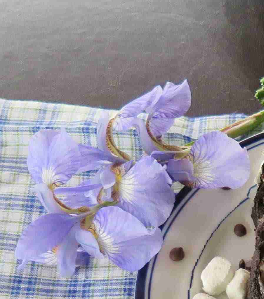 Iris- Blue Flag  #GardenSense