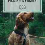 Tips for Picking a Family Dog